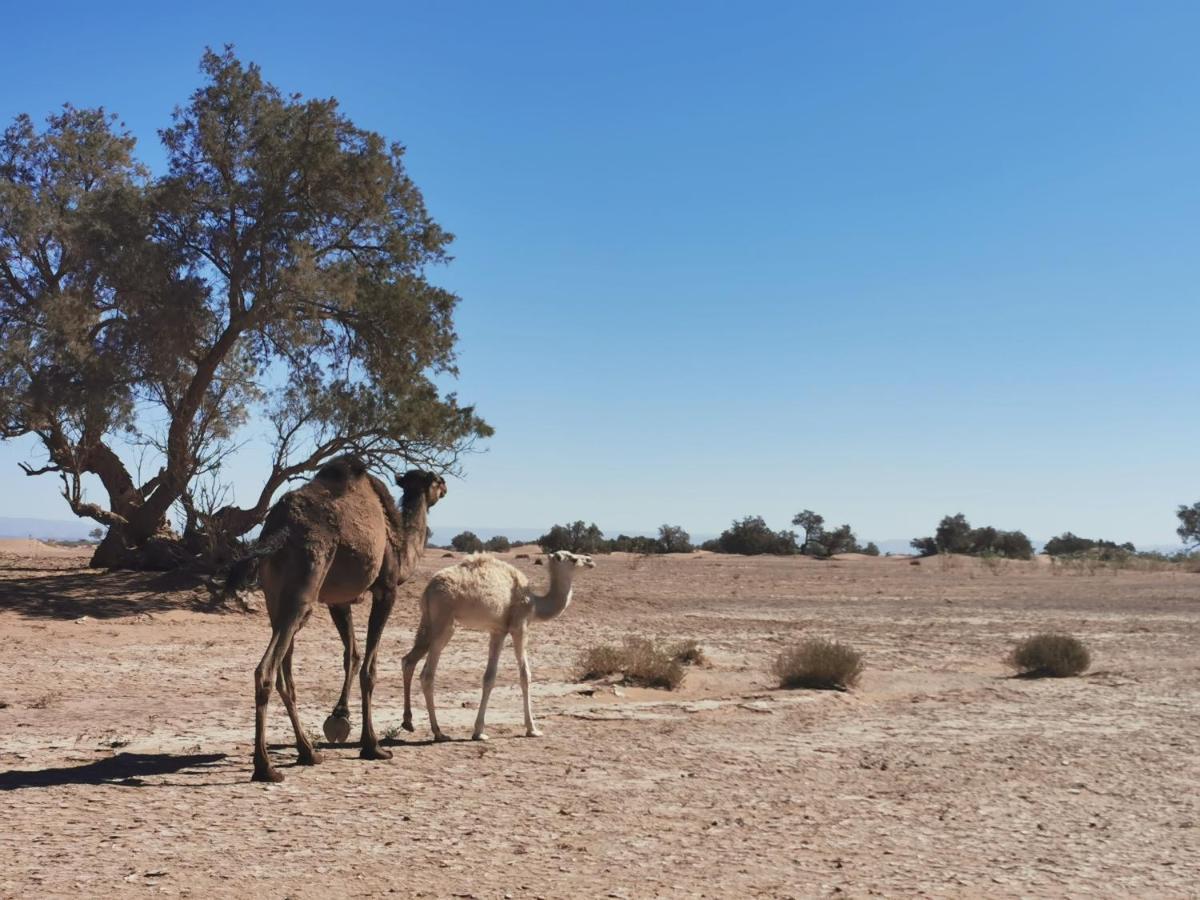 Bivouac Erg Chegaga Nomademoi Hotell El Gouera Exteriör bild